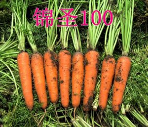 供应锦圣100—胡萝卜种子