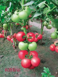 供应农博粉钻（抗TY型）—番茄种子
