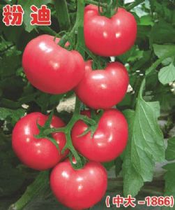 供应金迪娜番茄种子