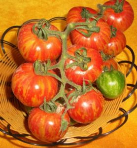供应皇妃—番茄种子