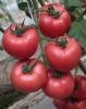 供应萨尼—番茄种子
