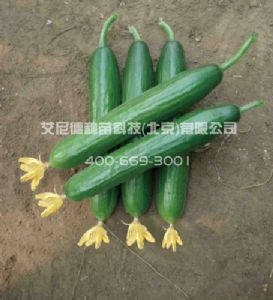 供应翠迪303-黄瓜种子