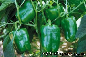 供应地星甜椒BESING—甜椒种子