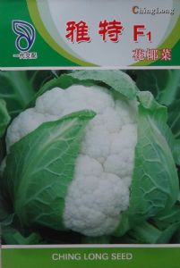供应台湾雅特菜花—花椰菜种子