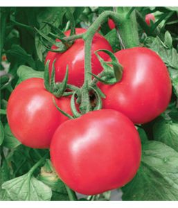 供应瑞星—番茄种子
