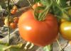 供应西红柿，四季豆，碗豆