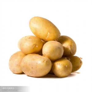 供应大量荷兰土豆