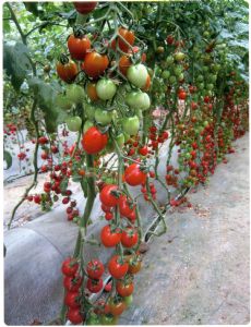 供应吉瑞—番茄种子