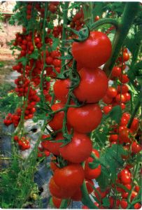 供应洛美—番茄种子