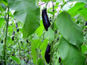 供应优质布利塔长茄—优质蔬菜