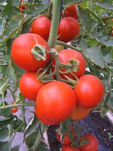 供应优质红果番茄—优质蔬菜