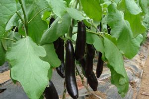 供应布利塔长茄—优质蔬菜