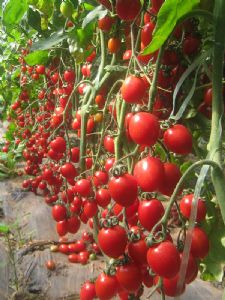 供应优质樱桃番茄—优质蔬菜
