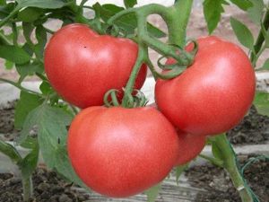 供应优质毛粉西红柿