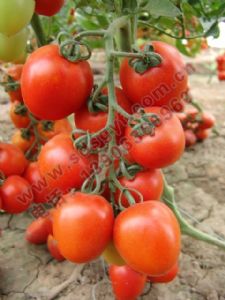 供应红玉5505—番茄种子