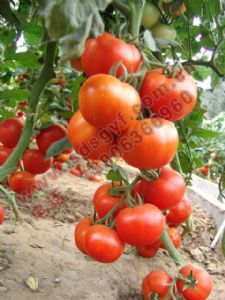 供应1504—番茄种子