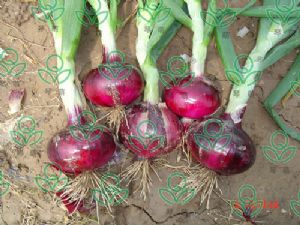 供应高扁紫皮洋葱系列—洋葱种子