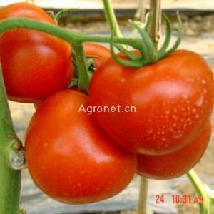 供应威迪阿娜（FA-1422）—番茄种子