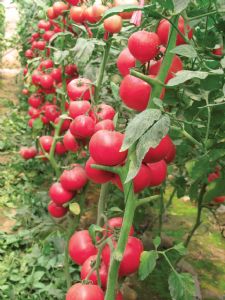 供应“粉士朵”—优质抗TY番茄种子