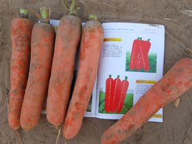 供应鼎红八寸—胡萝卜种子