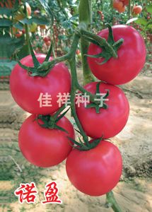 供应诺盈—粉色大果番茄种子