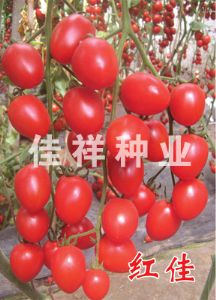 供应红佳—红色樱桃番茄种子