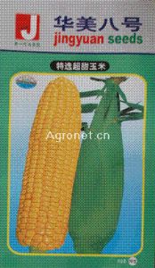 供应华美八号——玉米类种子