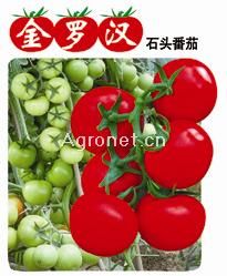 金罗汉番茄——番茄种子