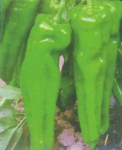 供应绿金六号-辣椒种子