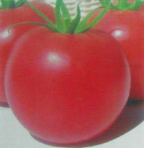 供应金粉一号-番茄种子