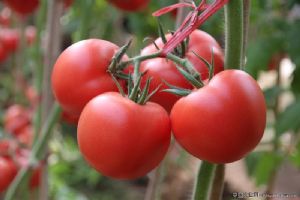 供应抗ty番茄种子“粉士朵”