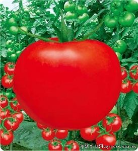 供应世纪红872—番茄种子