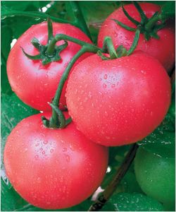 供应兰特——番茄种子