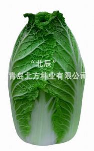 供应北辰七号—白菜种子