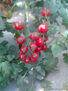 供应小西红柿—番茄种子