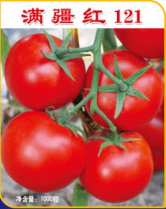 供应满疆红121—番茄种子