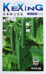 供应日本绿宝黄瓜—黄瓜种子
