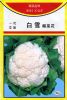 供应白雪花椰菜—进口花椰菜种子