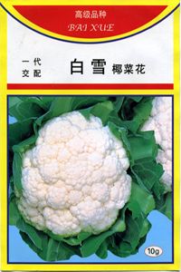 供应白雪花椰菜—进口花椰菜种子