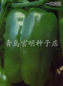 供应绿田—甜椒种子