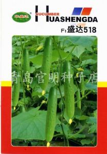 供应盛达518—黄瓜种子