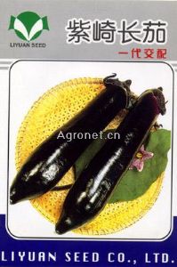 供应紫崎长茄—茄子种子