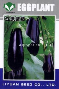 供应立原紫茄—茄子种子