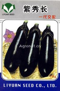 供应紫秀长-茄子种子