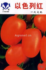 供应以色列红（立原906）—樱桃番茄种子