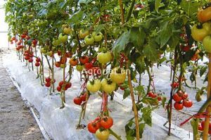 供应立原21—樱桃番茄种子