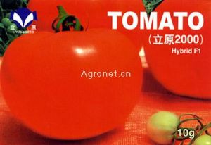 供应立原2000—番茄种子