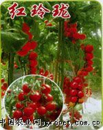 供应红玲珑—樱桃番茄种子
