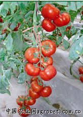 供应凯娜二号—番茄种子