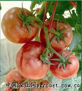 供应时田金粉—番茄种子